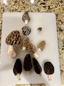 The Morel of the Story: A Mycologist's Passionate Pursuit of the Perfect Fungi by @BLudwigAuthor #morel #mushrooms #mycology